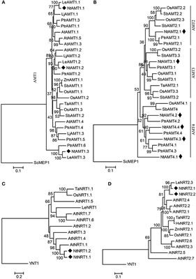 Coding-Sequence Identification and Transcriptional Profiling of Nine AMTs and Four NRTs From Tobacco Revealed Their Differential Regulation by Developmental Stages, Nitrogen Nutrition, and Photoperiod